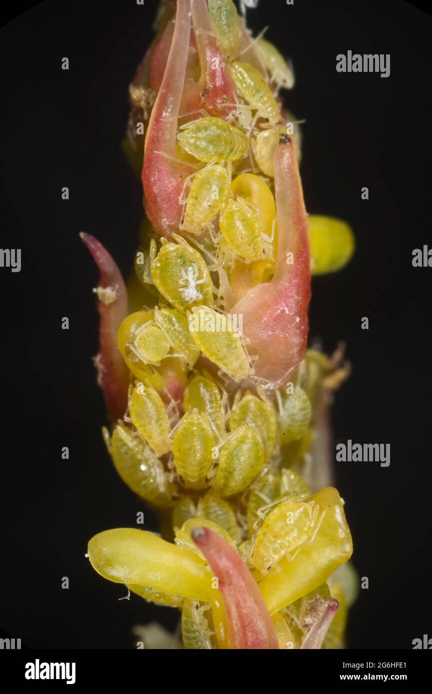 Barberry aphid (Liosomaphis berberidis) infestation on young shoots of Berberis thunbergii var atropurpureum, Berkshire, June Stock Photo