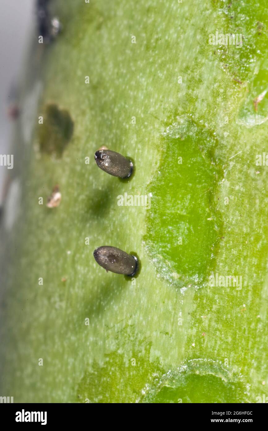 Asparagus beetle (Crioceris asparagi) eggs and some young larval damage to newly emerged asparagus spears, Berkshire, June Stock Photo