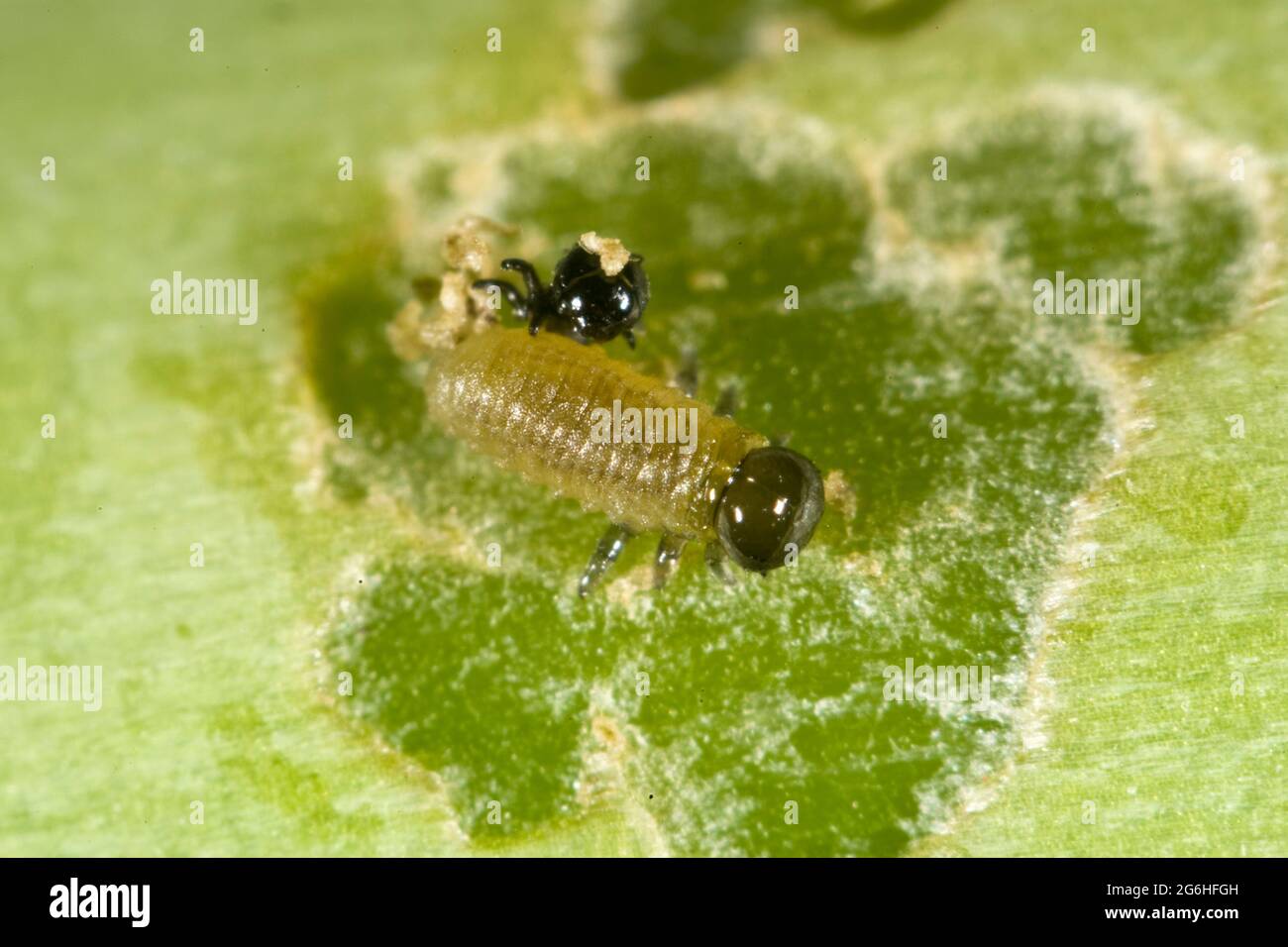 Asparagus beetle (Crioceris asparagi) young larva and some damage to newly emerged asparagus spears, Berkshire, June Stock Photo