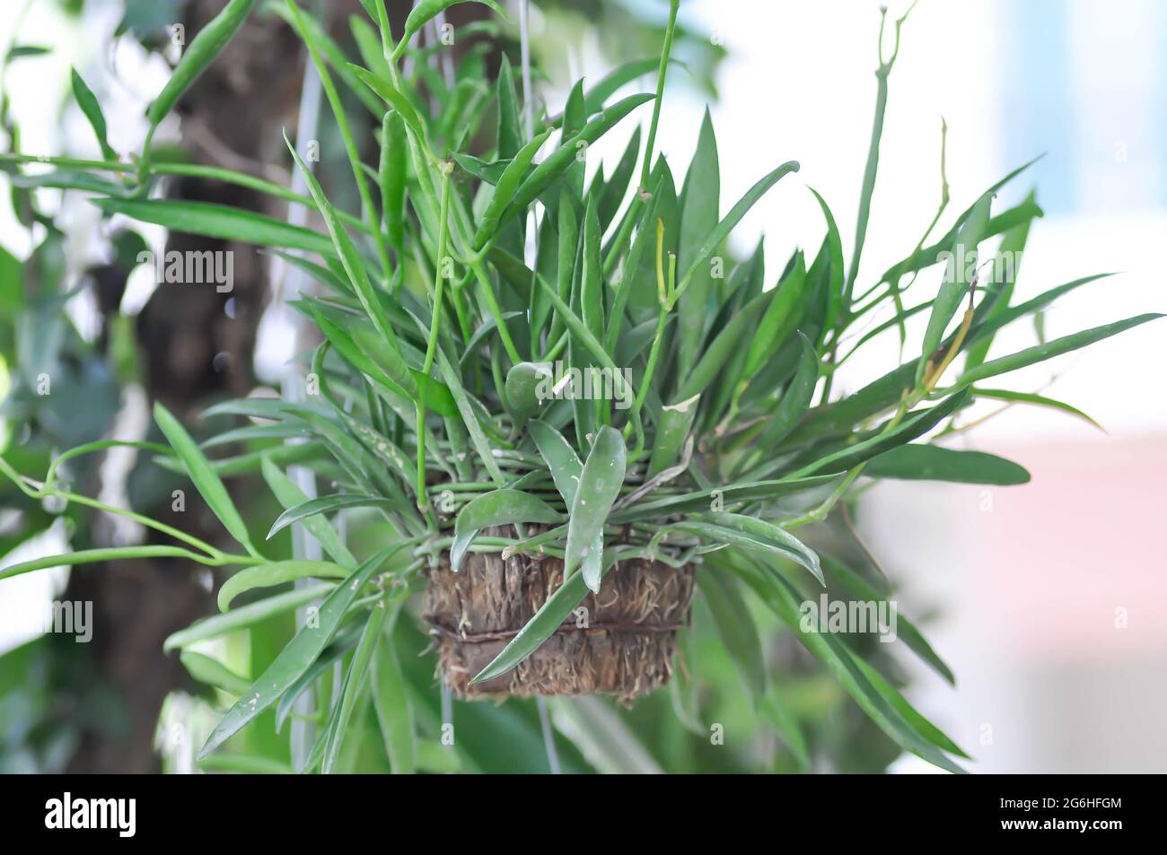 Dischidiopsis, Conchophyllum philippinense or Marsdenia parasitica or Dischidia philippines plant Stock Photo