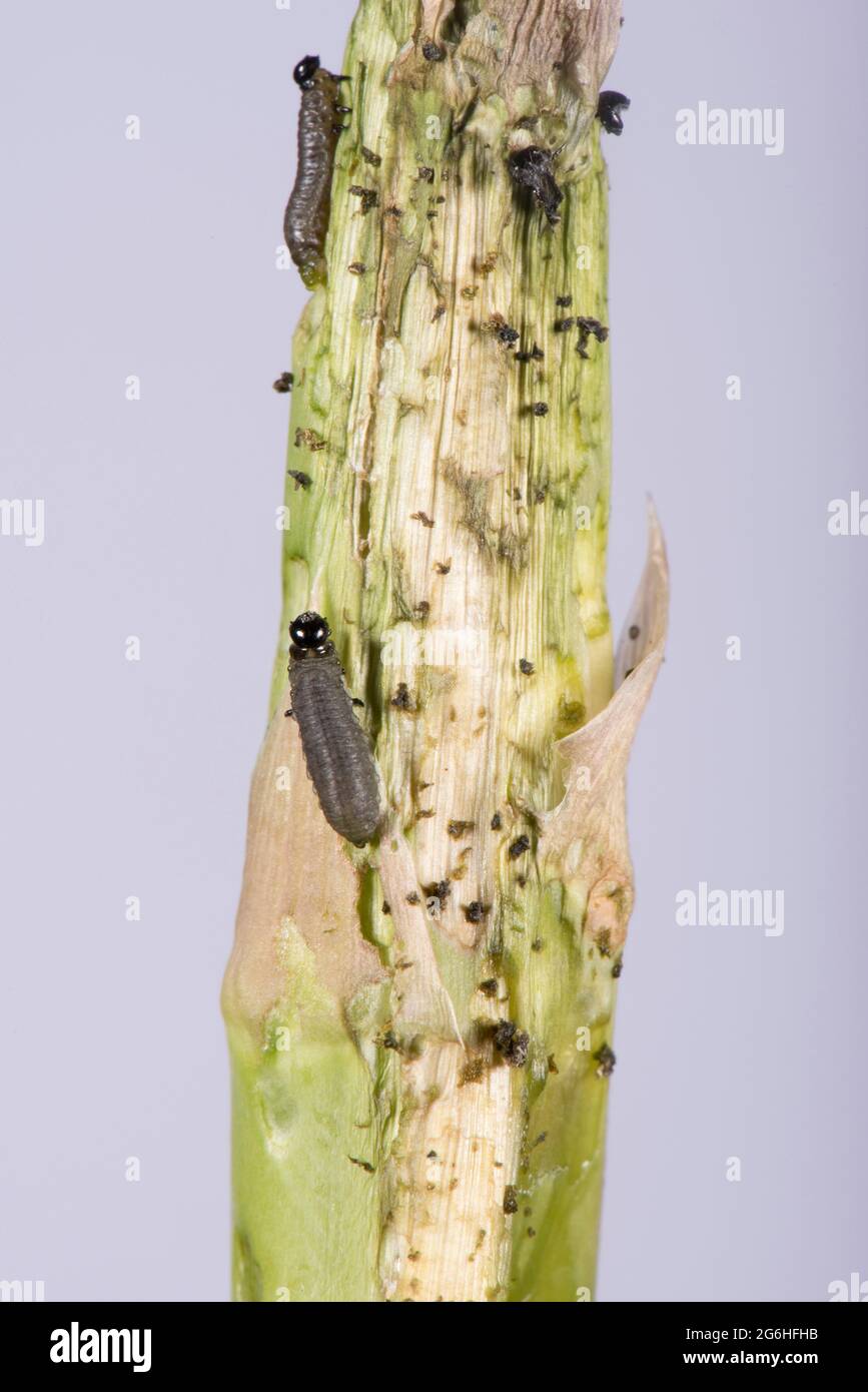 Asparagus beetle (Crioceris asparagi) larvae and extensive damage to newly emerged asparagus spears, Berkshire, June Stock Photo