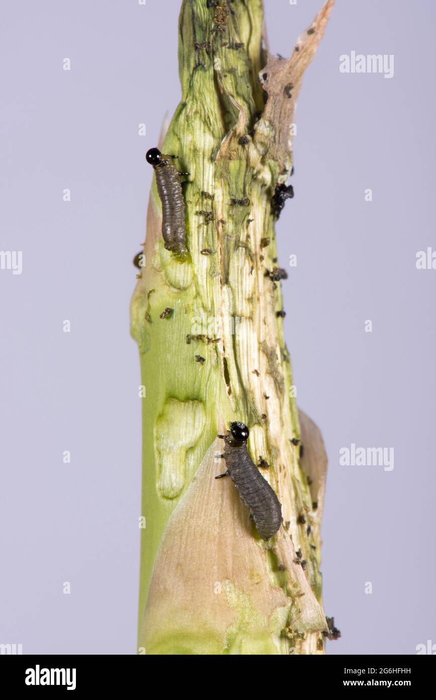 Asparagus beetle (Crioceris asparagi) larvae and extensive damage to newly emerged asparagus spears, Berkshire, June Stock Photo