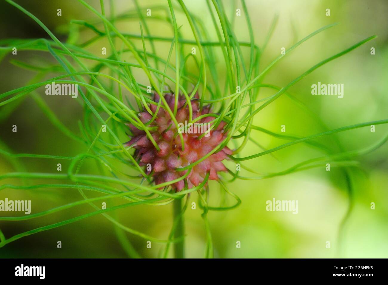 Allium vineale. Wild garlic bulblet. Bulbil, bulbel, England, UK Stock Photo