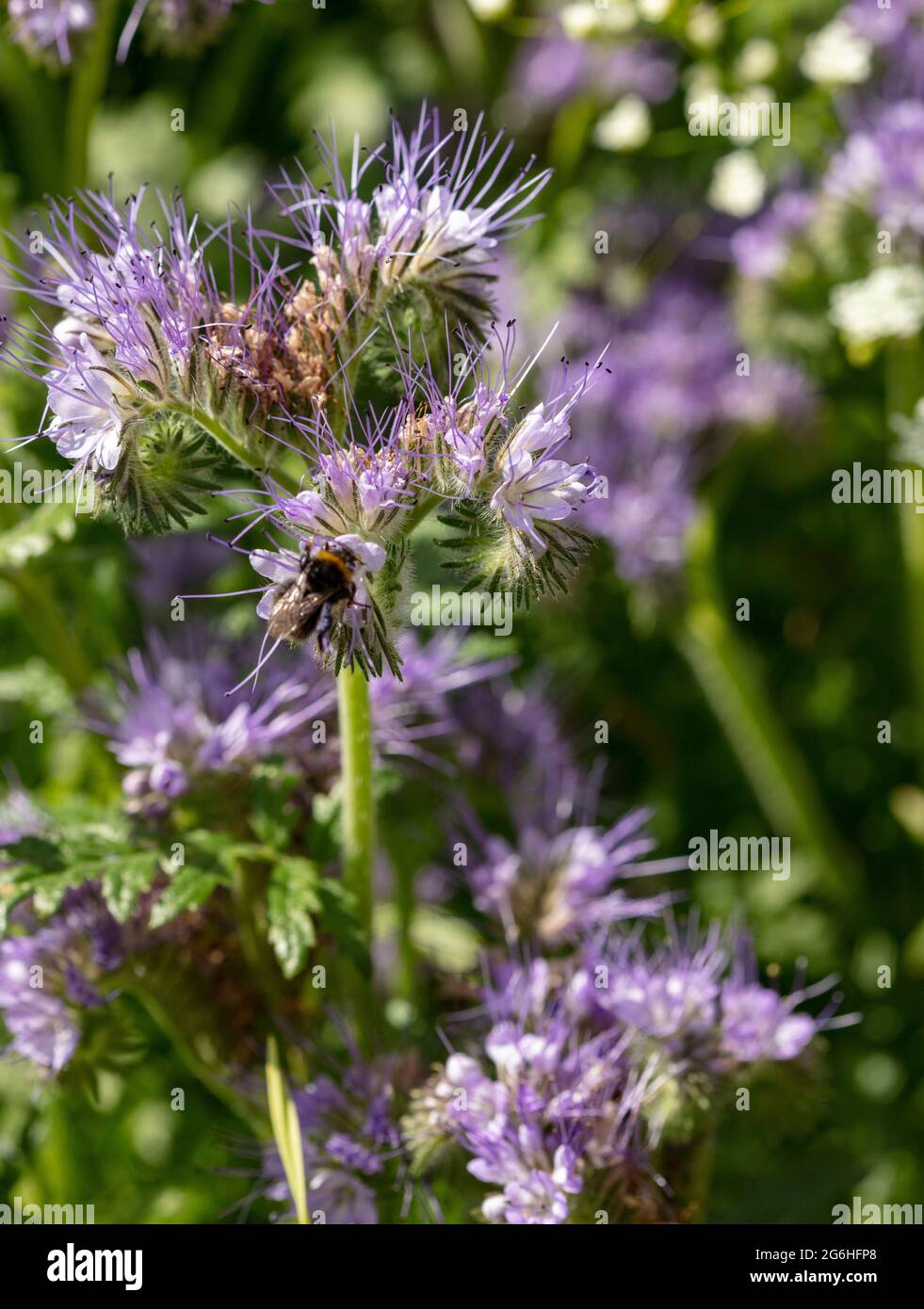 Super bee plant and green manure Phacelia tanacetifolia with bee feeding in  bright sunshine, natural flora and fauna portrait Stock Photo - Alamy