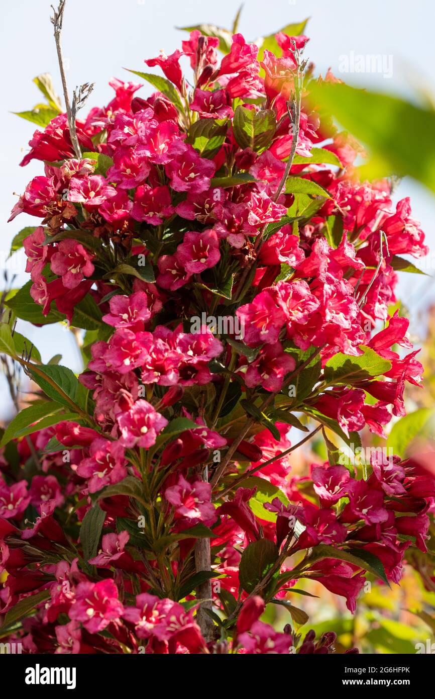 Weigela 'Looymansii Aurea' flowering profusely, bee friendly plant