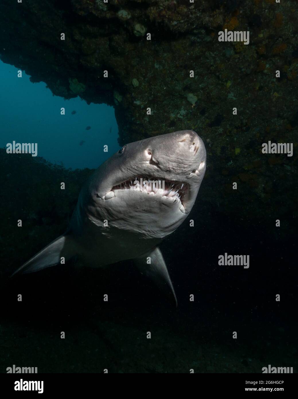 Sand tiger shark (Carcharias taurus) in South Africa Stock Photo - Alamy