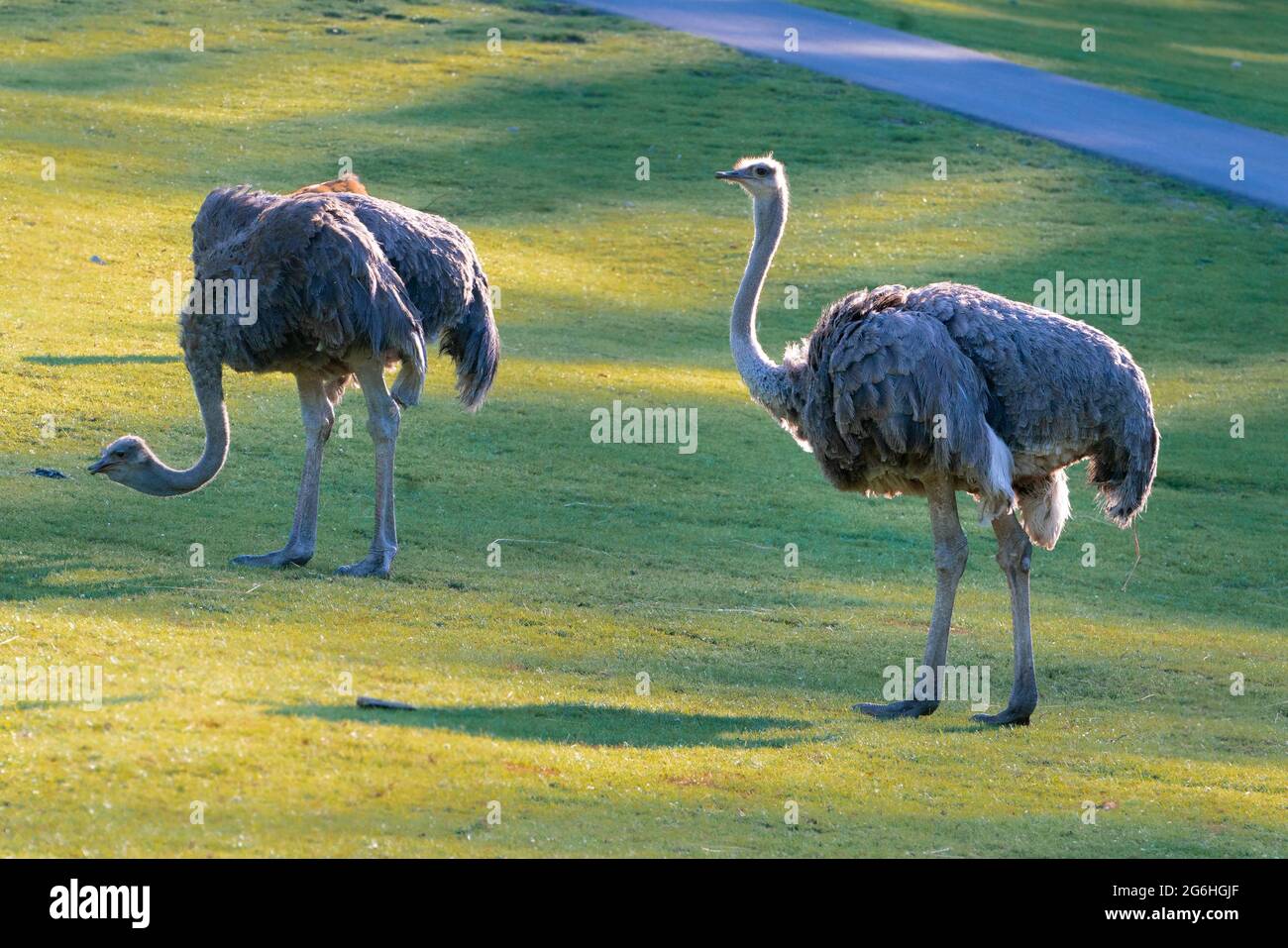 Two specimen of common ostrich,Struthio camelus, walking on a grass on a sunny day. Large flightless bird with long neck and egs native to certain Stock Photo