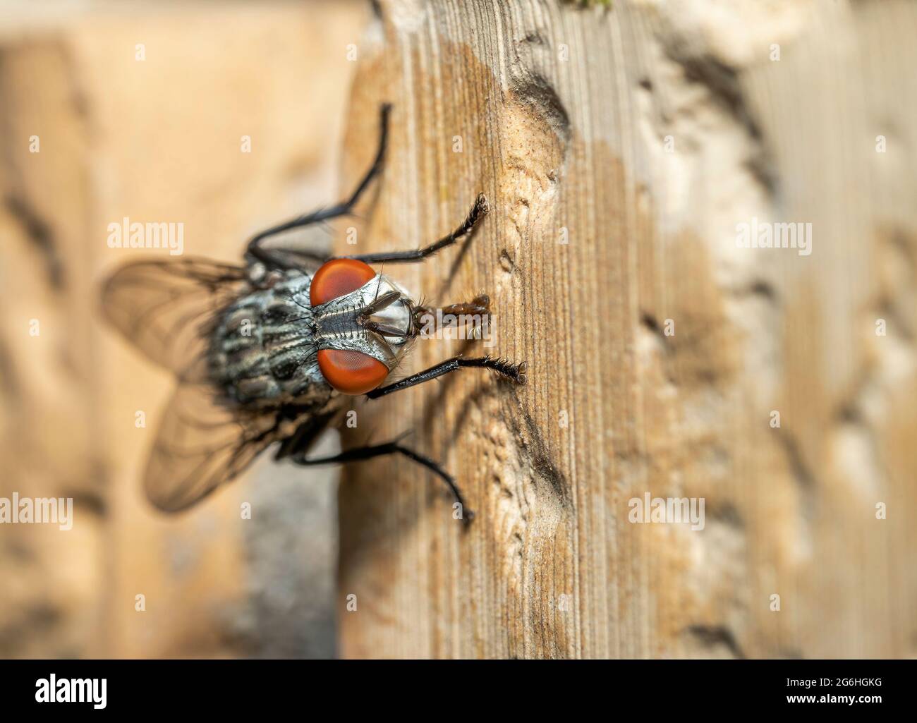 A fly stands on the wall of the building Stock Photo