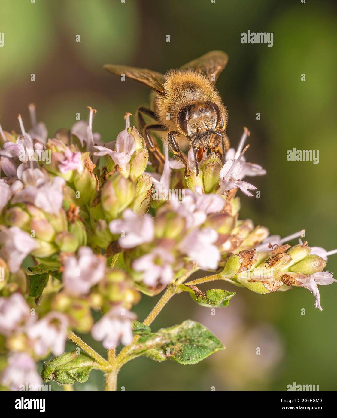The bee diligently collects nectar from flowers Stock Photo Alamy