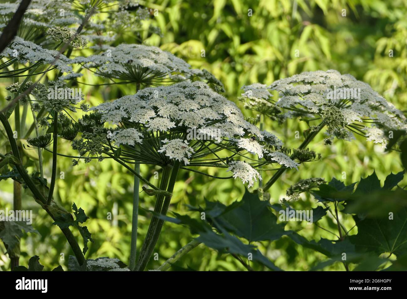 Sosnovsky's hogweed plant. A gigantic herculean plant, beautiful but poisonous Stock Photo