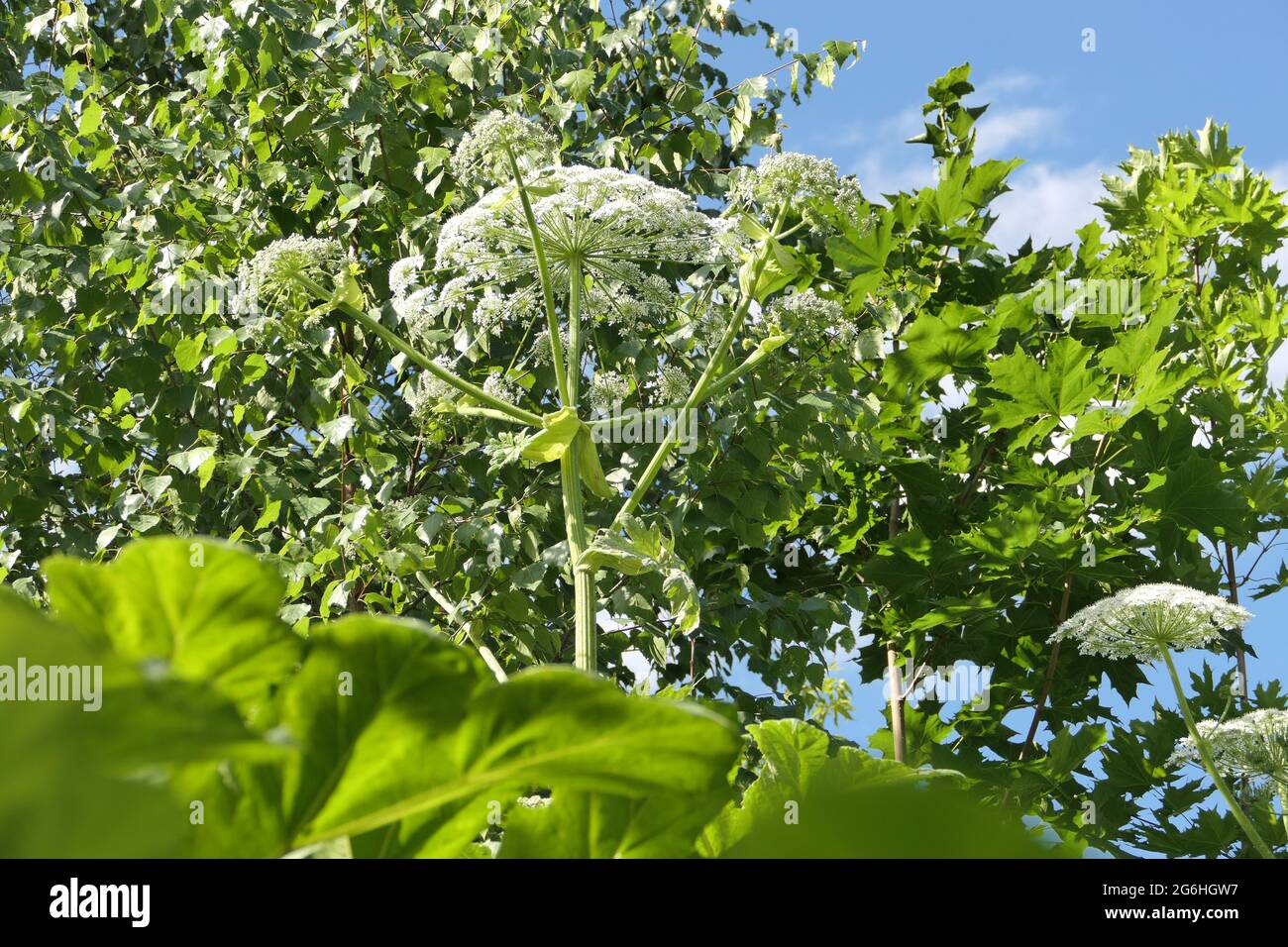 Sosnovsky's hogweed plant. A gigantic herculean plant, beautiful but poisonous Stock Photo