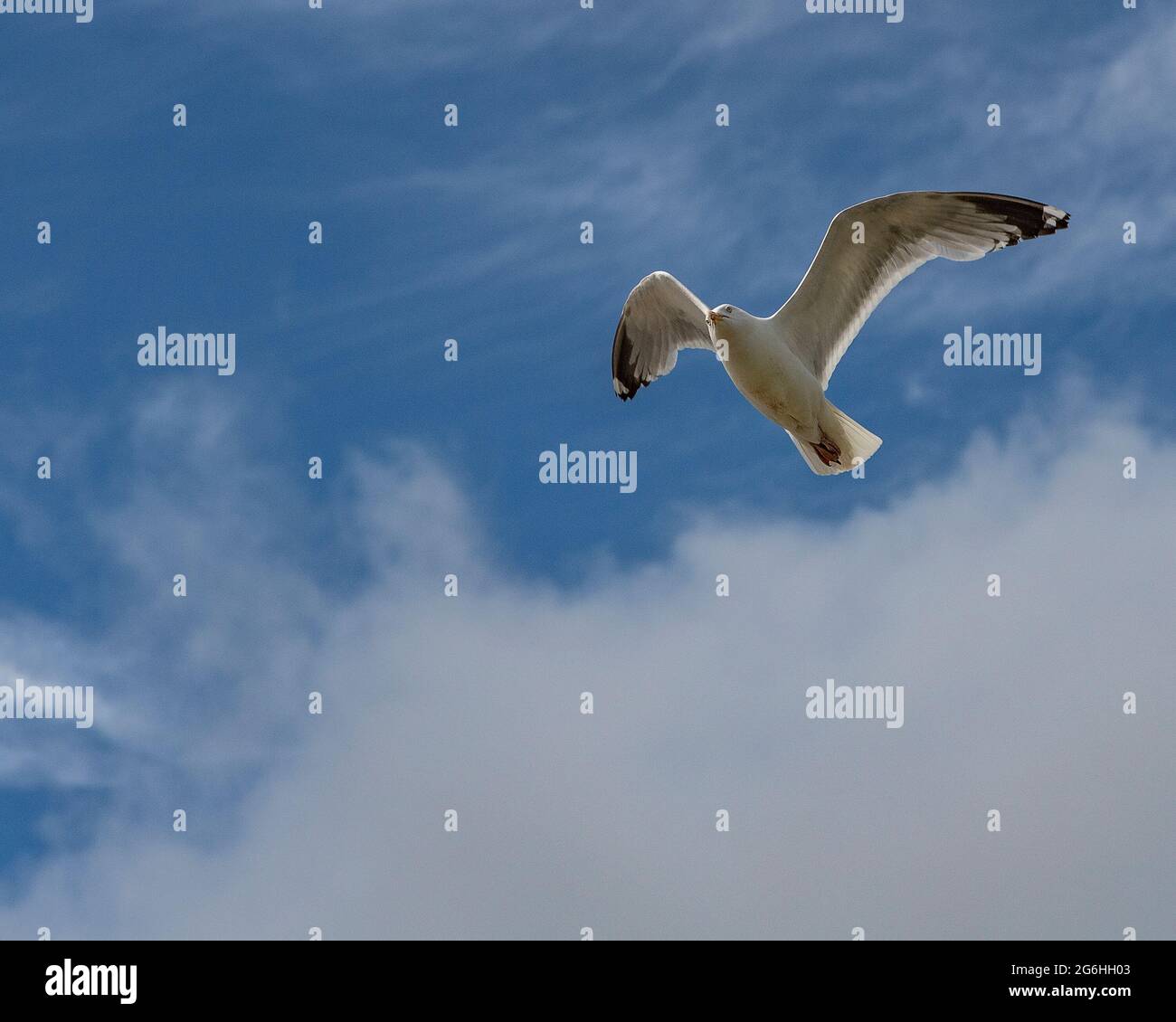 Larus argentatus, seagull Stock Photo