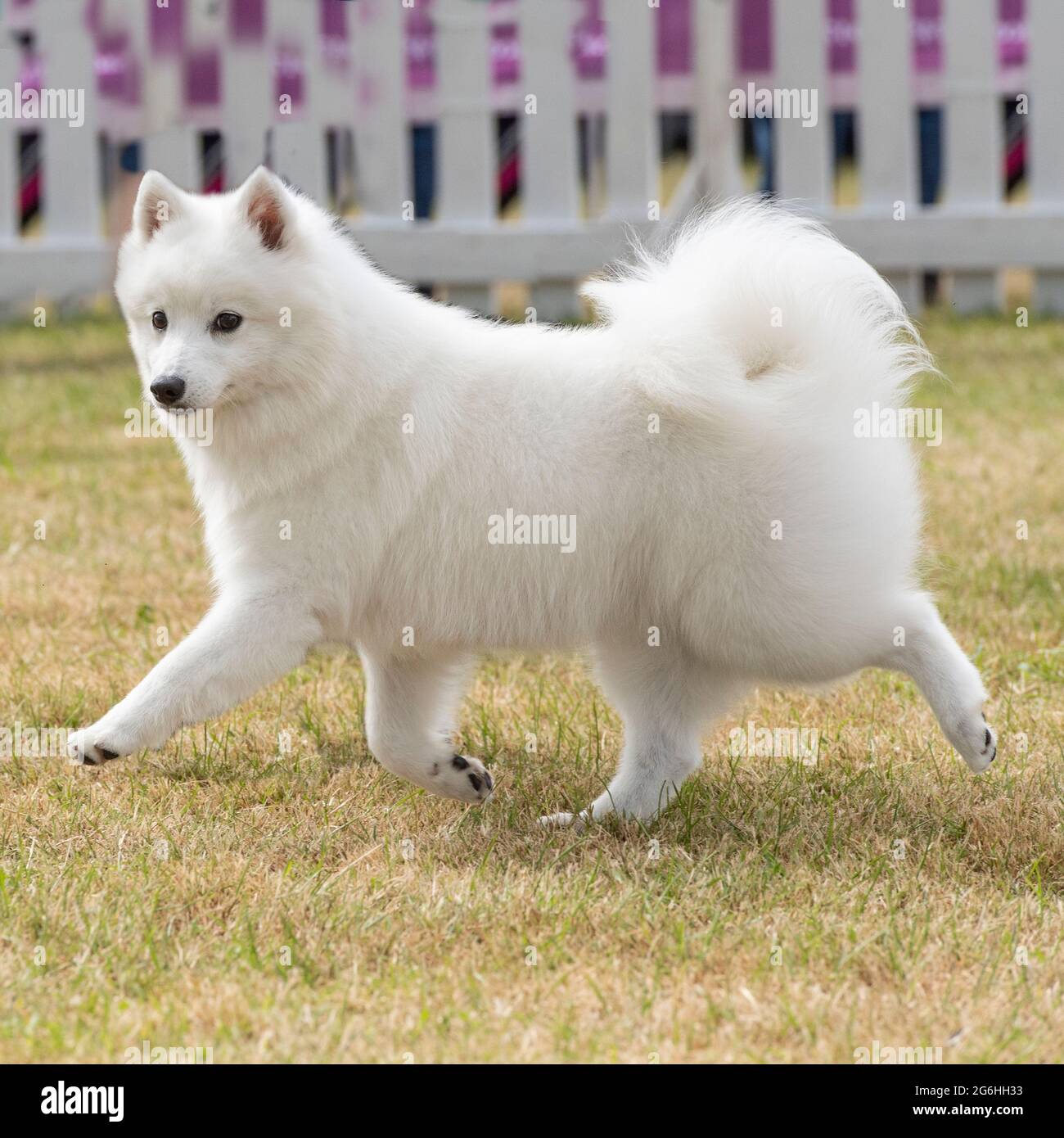 american eskimo dog, Japanese spitz Stock Photo