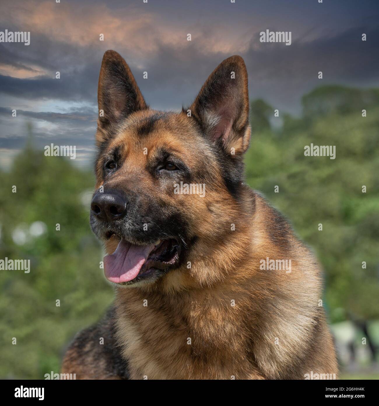 german shepherd dog Stock Photo