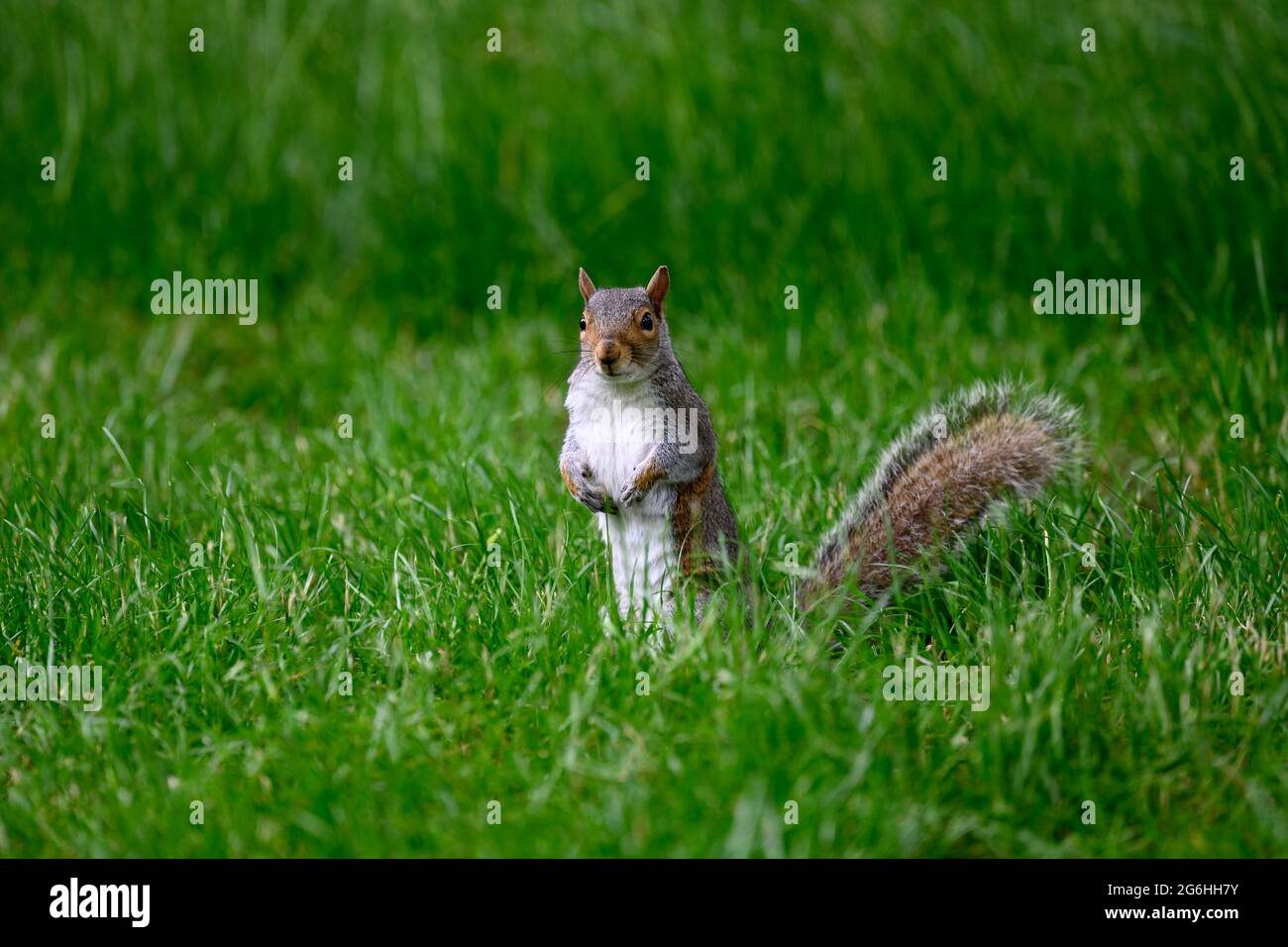 squirrel in Hyde Park, London Stock Photo