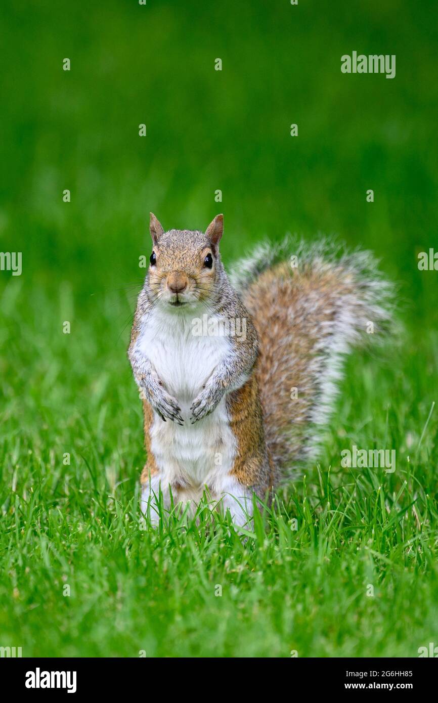 squirrel in Hyde Park, London Stock Photo