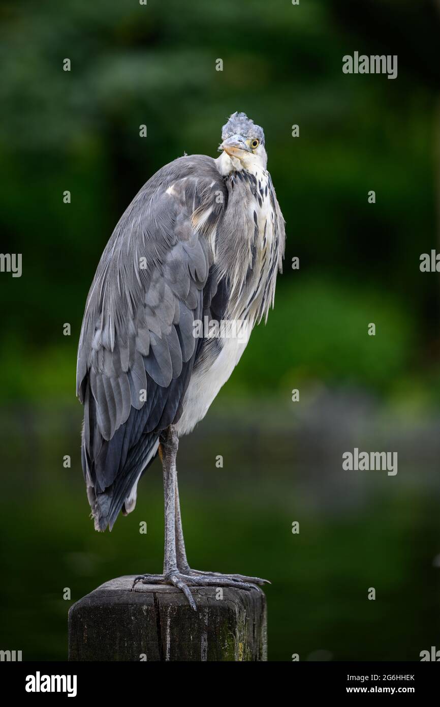 Above bird hi-res stock photography and images - Alamy