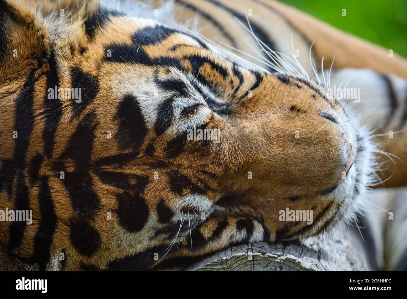 Close up of a tiger lying down Stock Photo Alamy