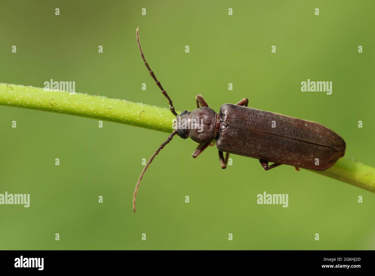 A Longhorn Beetle, Arhopalus rusticus, resting on a plant stem in ...