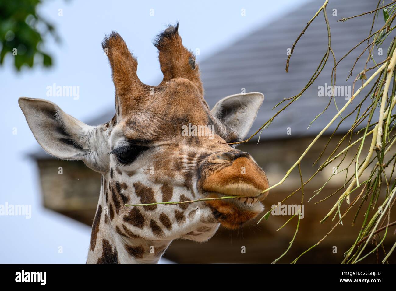 Giraffe animal at London Zoo Stock Photo