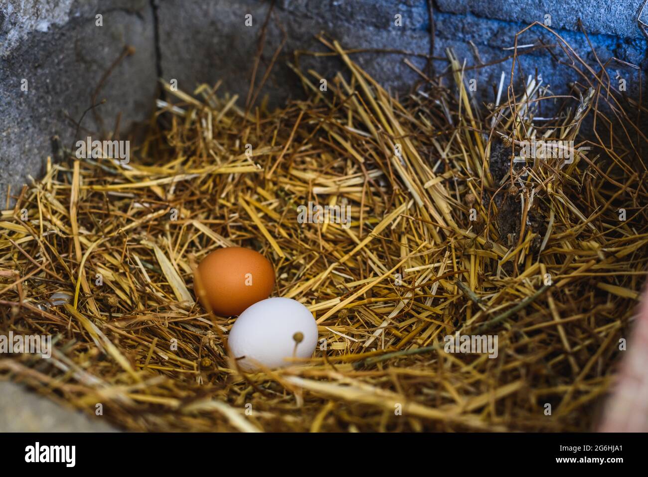two freshly laid chicken eggs in straw on the farm Stock Photo