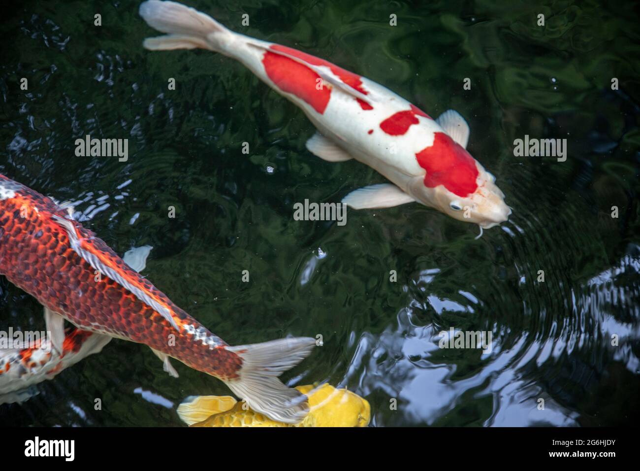 Koi swimming in their pond. Stock Photo