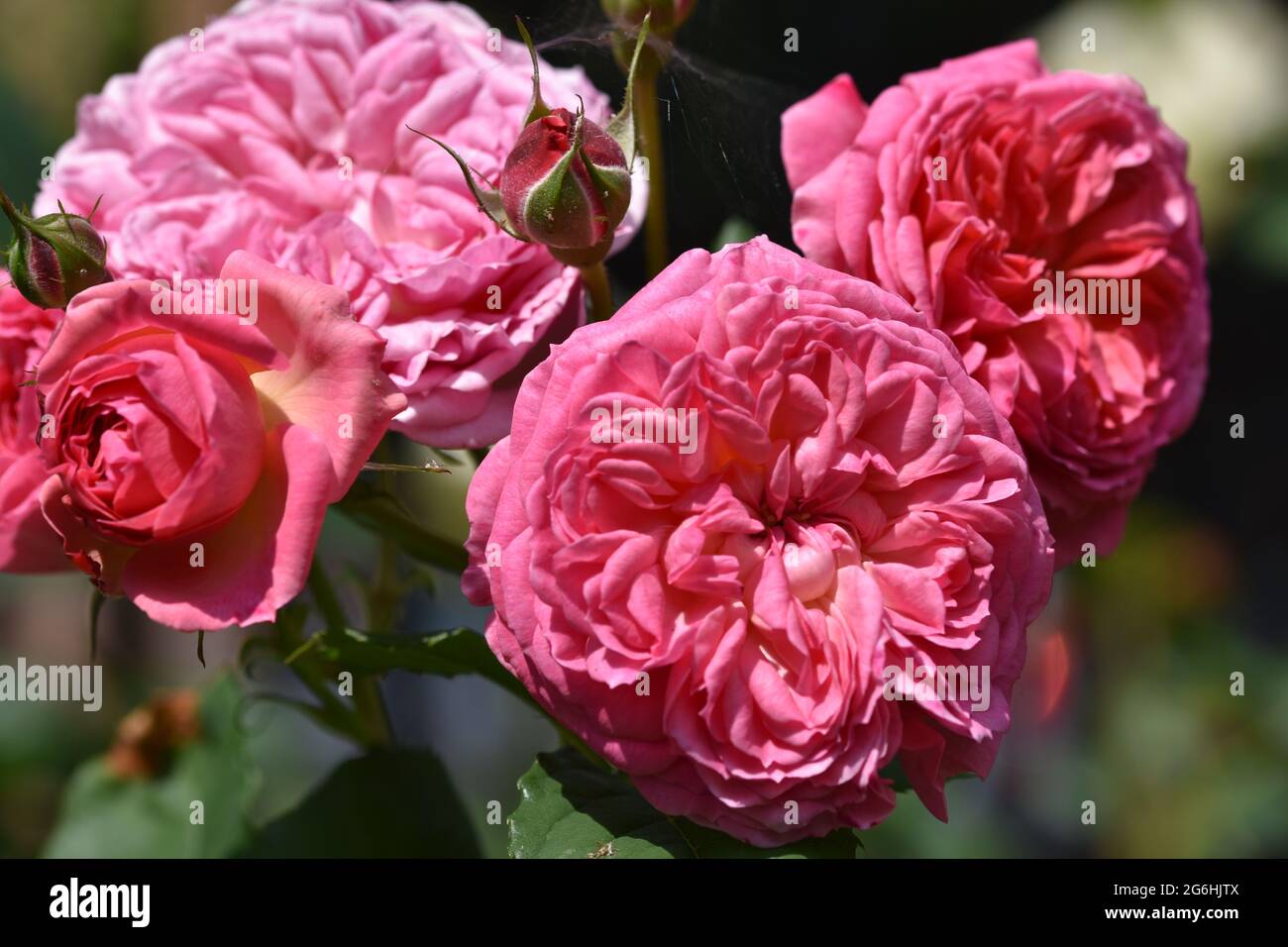A bunch of different coloured pink garden roses Stock Photo - Alamy