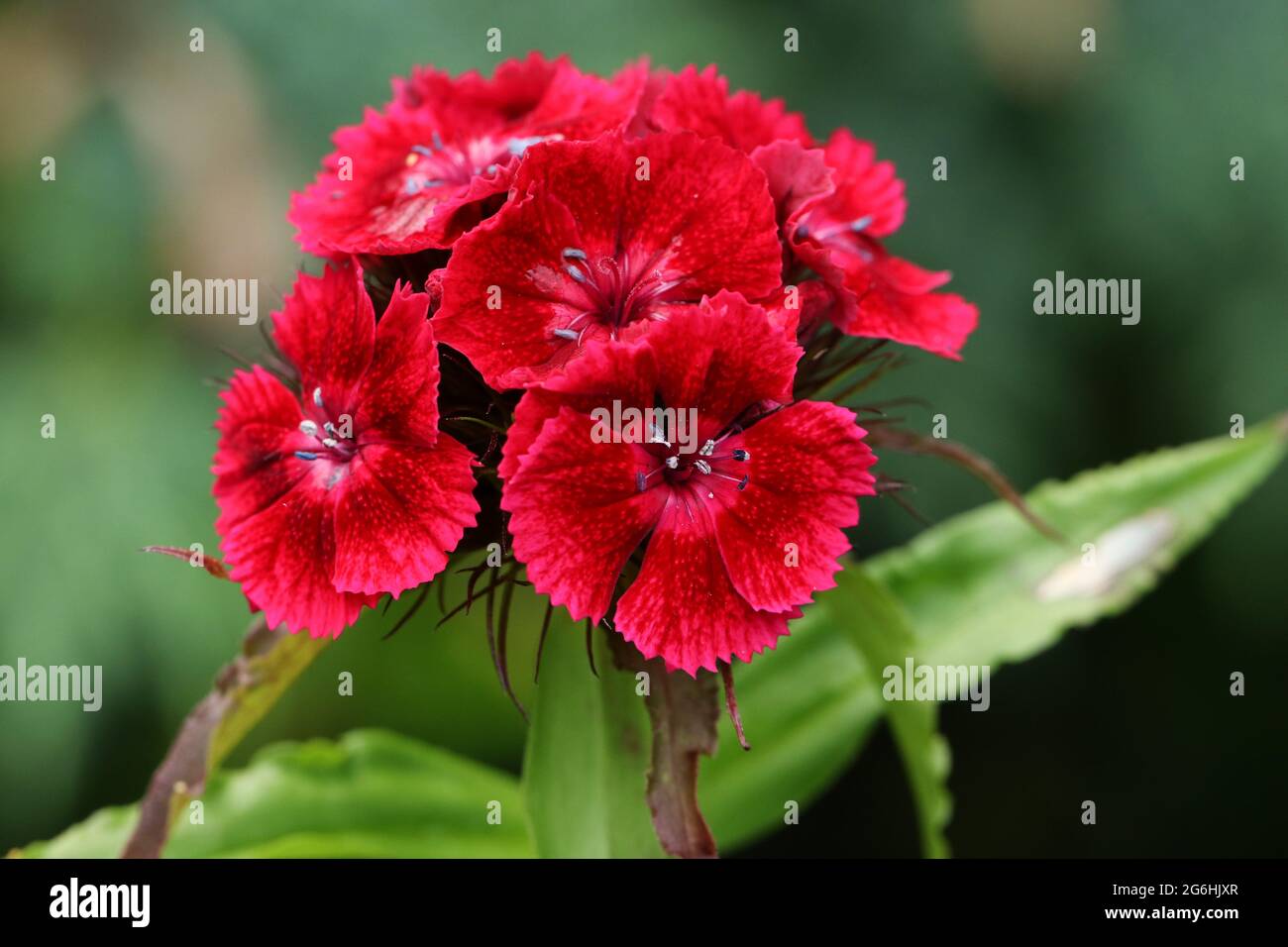 The flowers of a Sweet William plant, Dianthus barbatus, growing in a cottage garden in the UK. Stock Photo