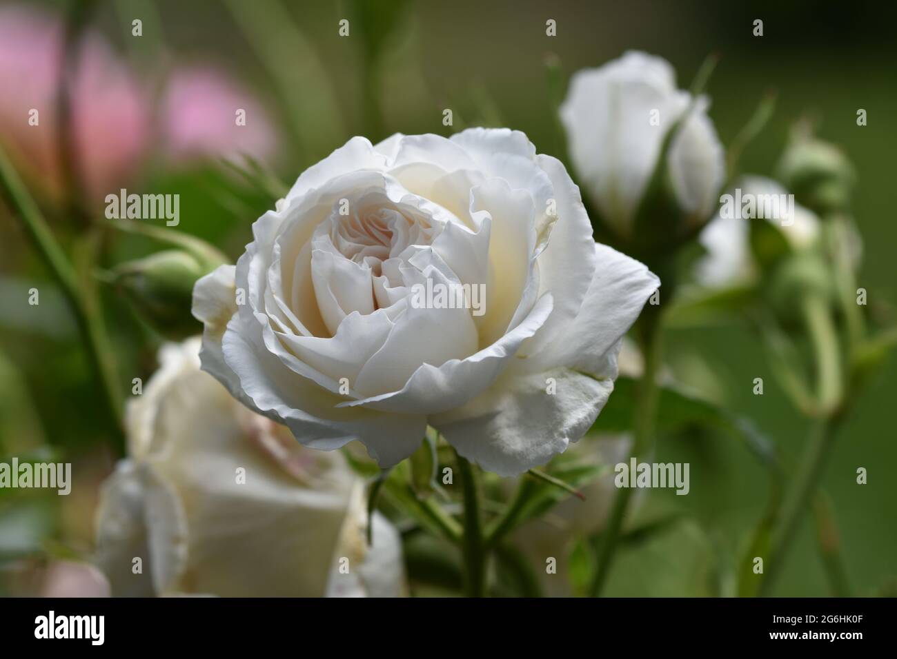 A beautiful China rose in the garden surrounded by pretty greenery also ...