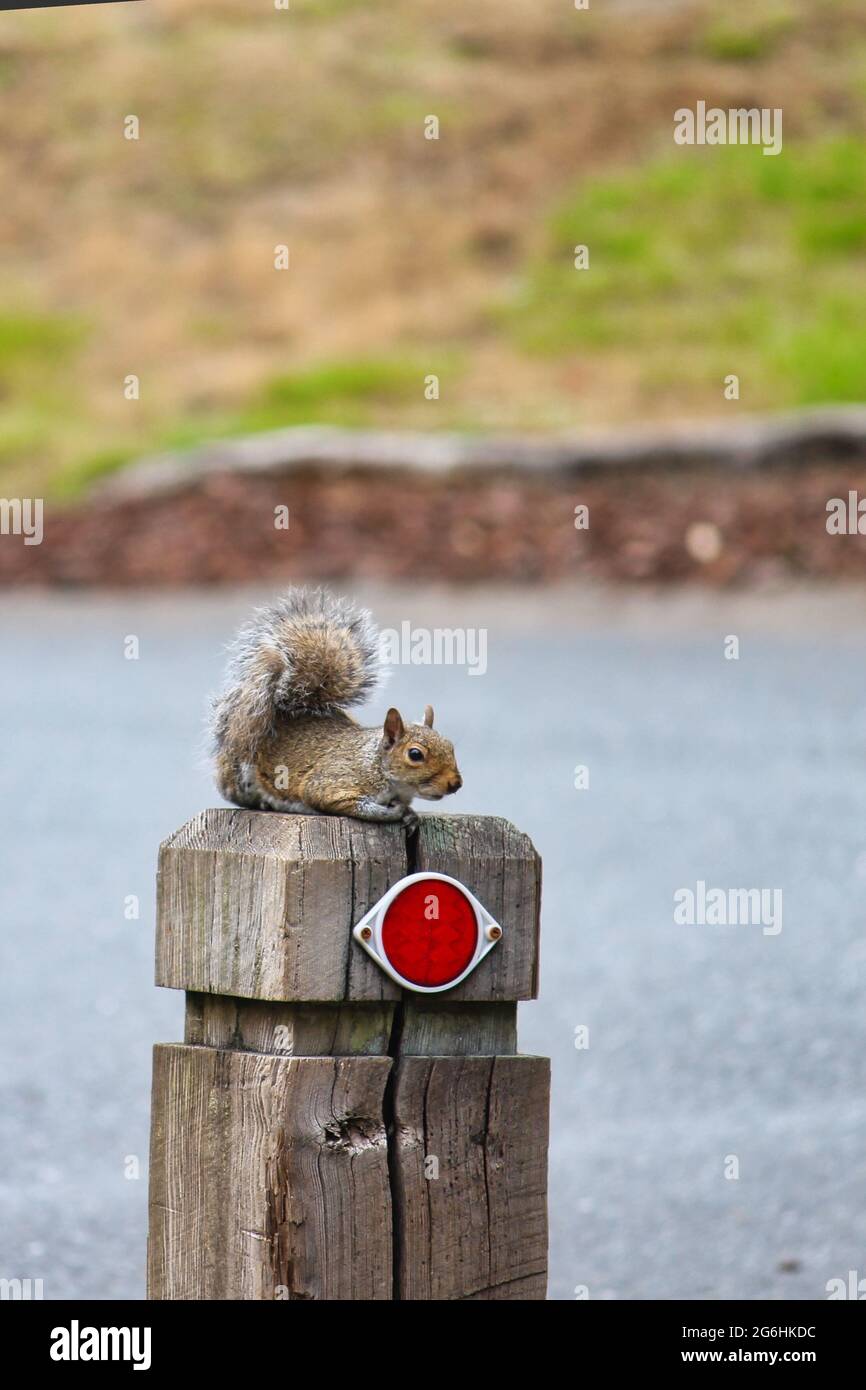 Eastern grey squirrel sitting on a post Stock Photo