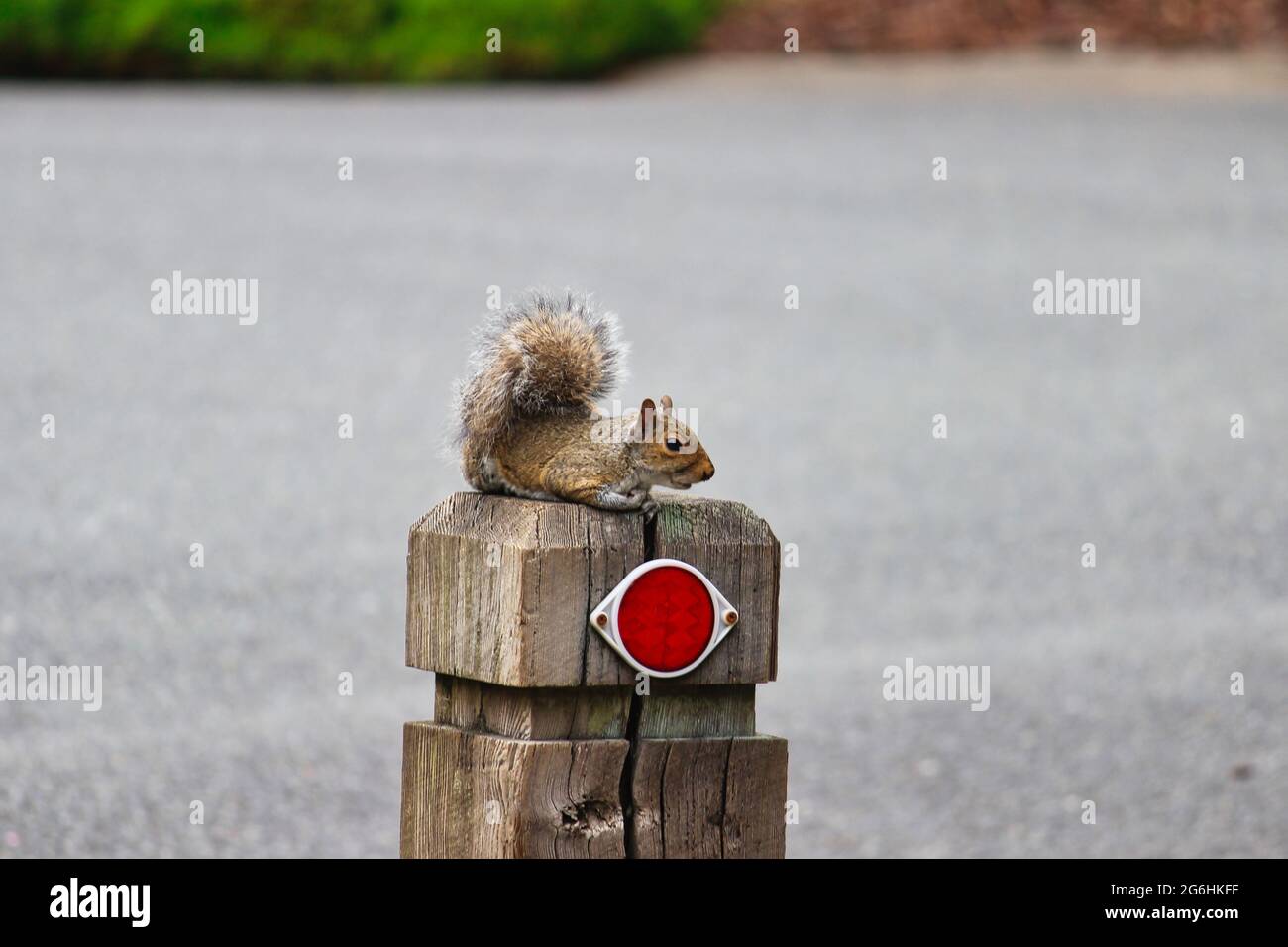 Eastern grey squirrel sitting on a post Stock Photo