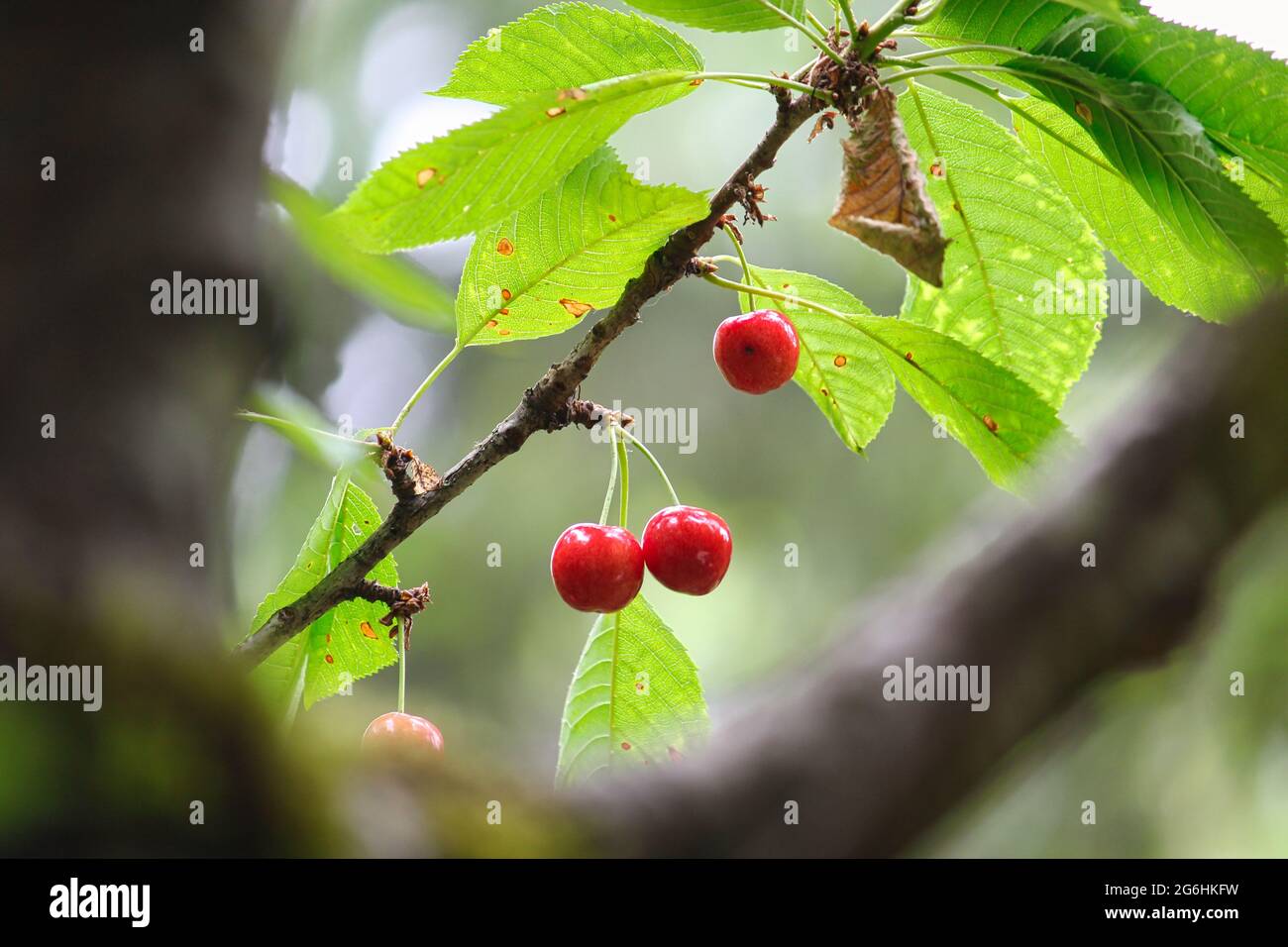 Rainier cherries growing on a tree in our backyard Stock Photo