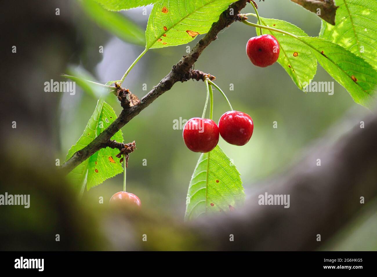 Rainier cherries growing on a tree in our backyard Stock Photo