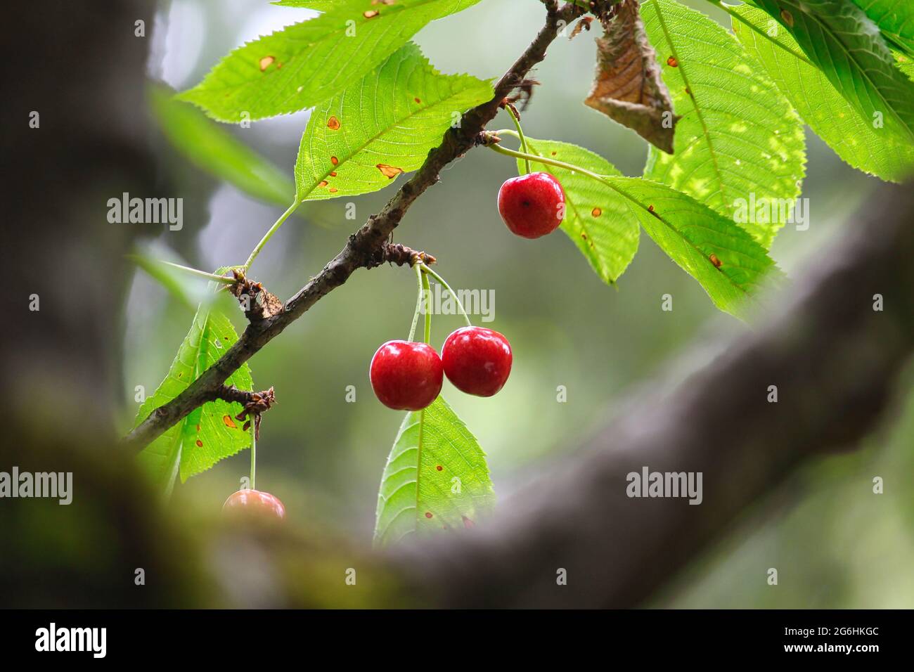 Rainier cherries growing on a tree in our backyard Stock Photo