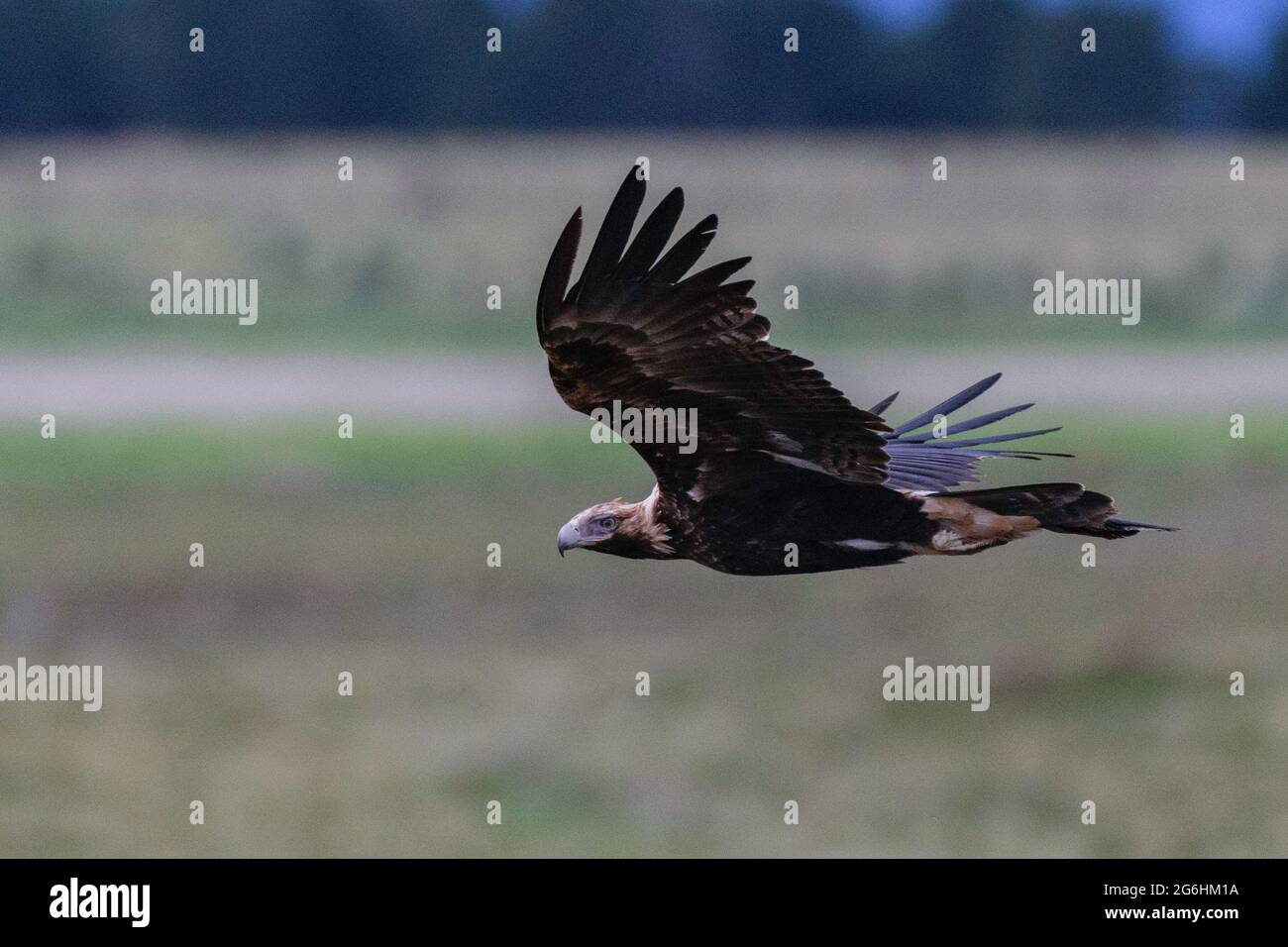 An immature Wedge-tailed Eagle hunting near Melbourne ,Victoria, Australia Stock Photo