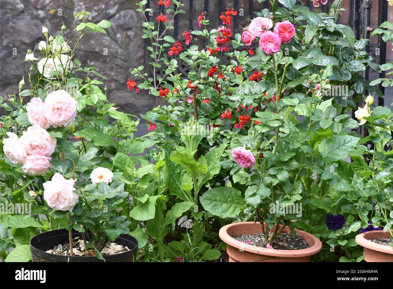 Unbudded Roses A selection of beautiful pretty roses growing in the garden surrounded ...