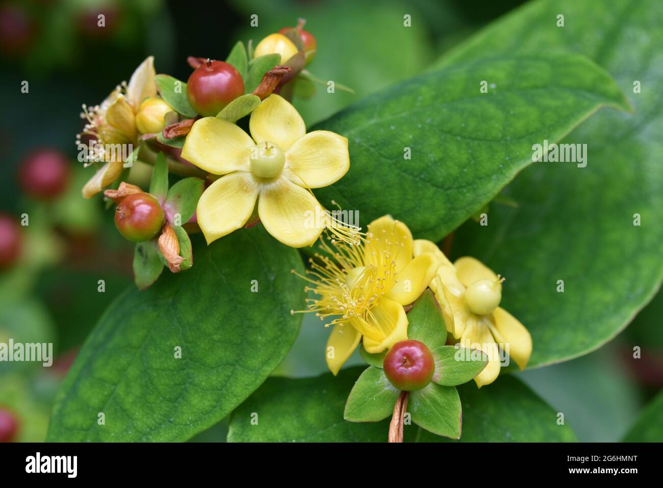 A Tutsan (Shrubby St. John's Wort) plant surrounded by beautiful greenery with a nature background Stock Photo