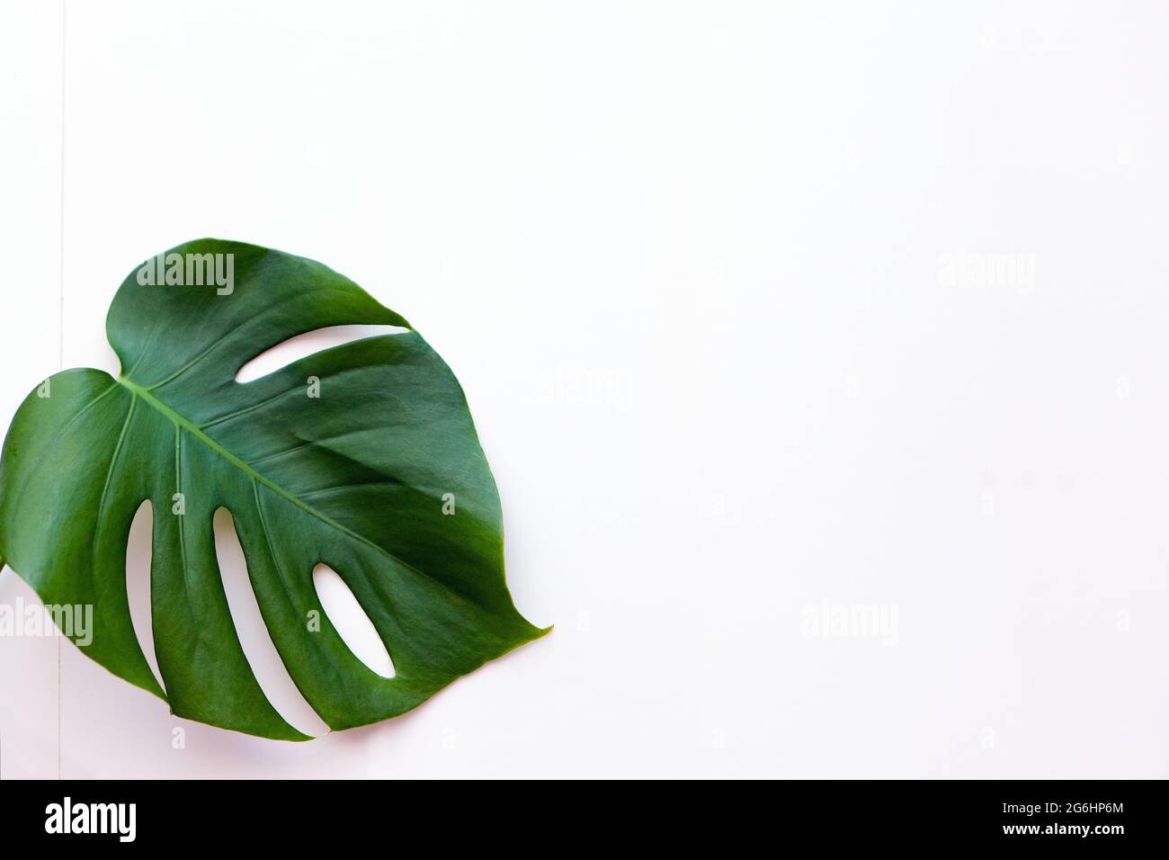 Big green leaf for flower arrangement. Monstera leaf. Popular choice of