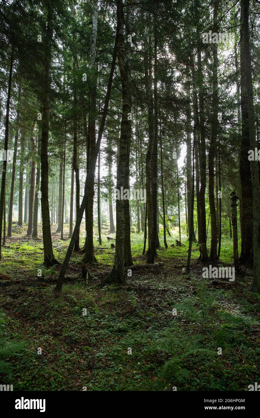 Forest in an early morning with fog in background Stock Photo - Alamy