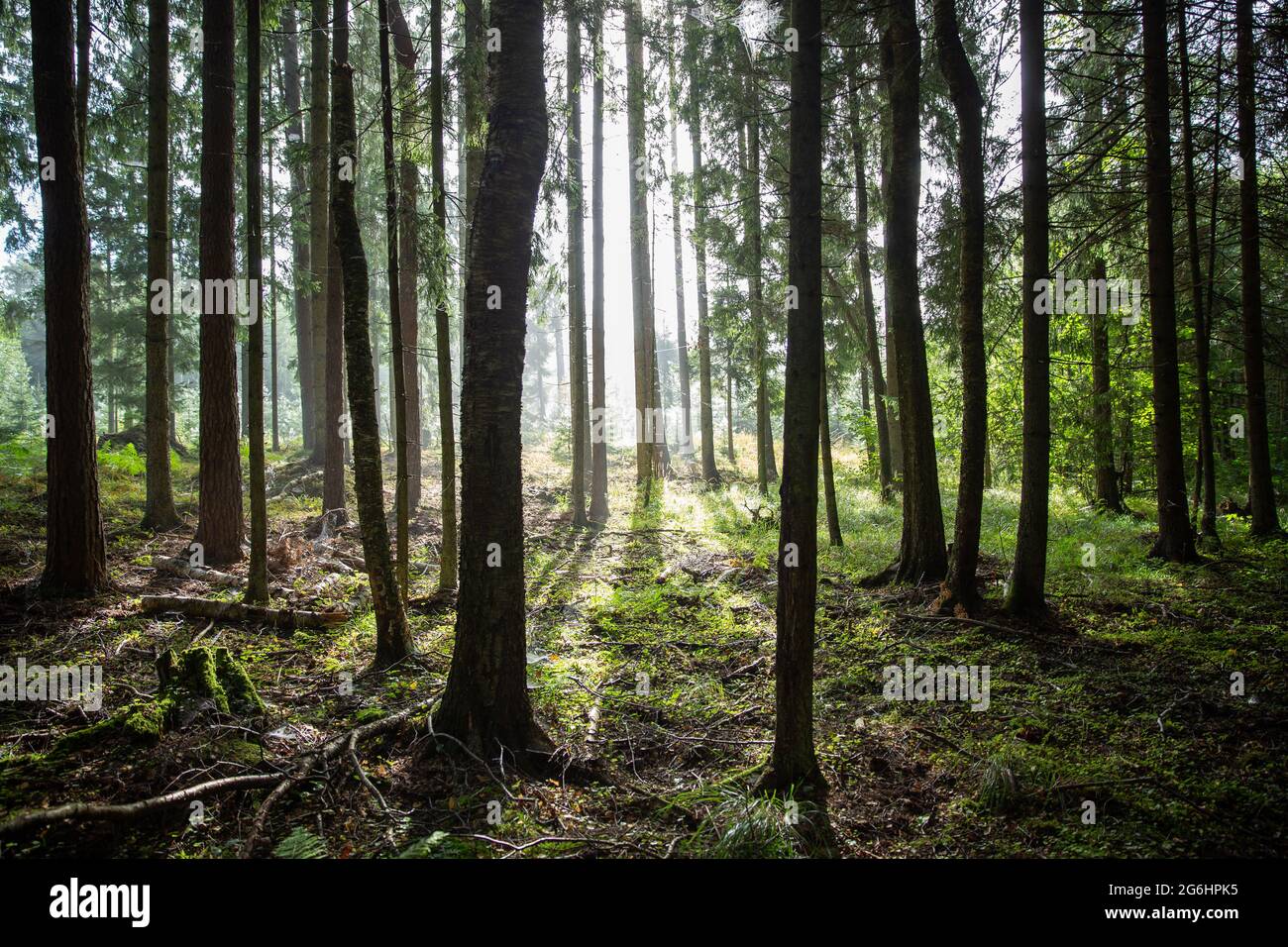Forest in an early morning with fog in background Stock Photo - Alamy