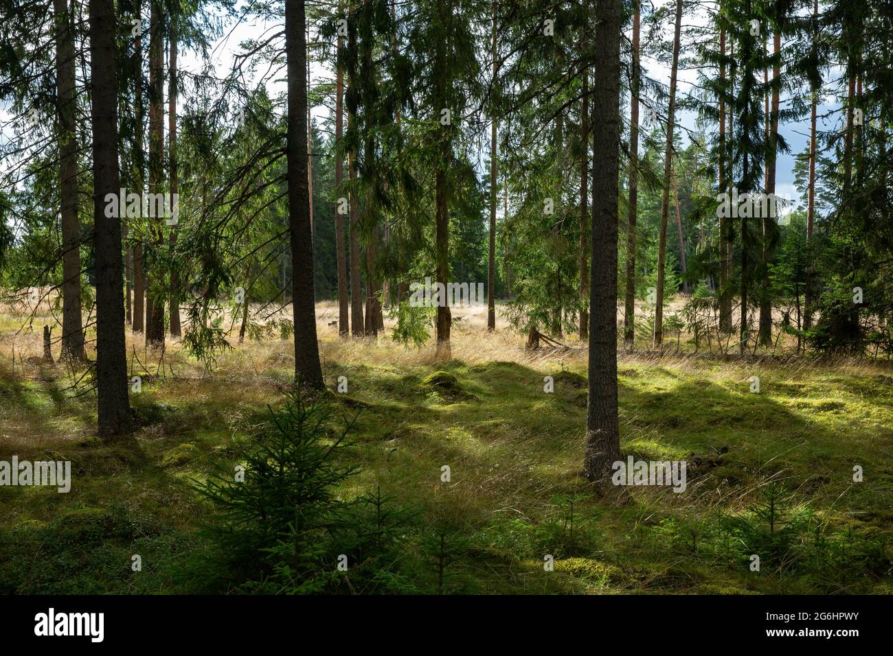 Pine forest during summer hi-res stock photography and images - Alamy