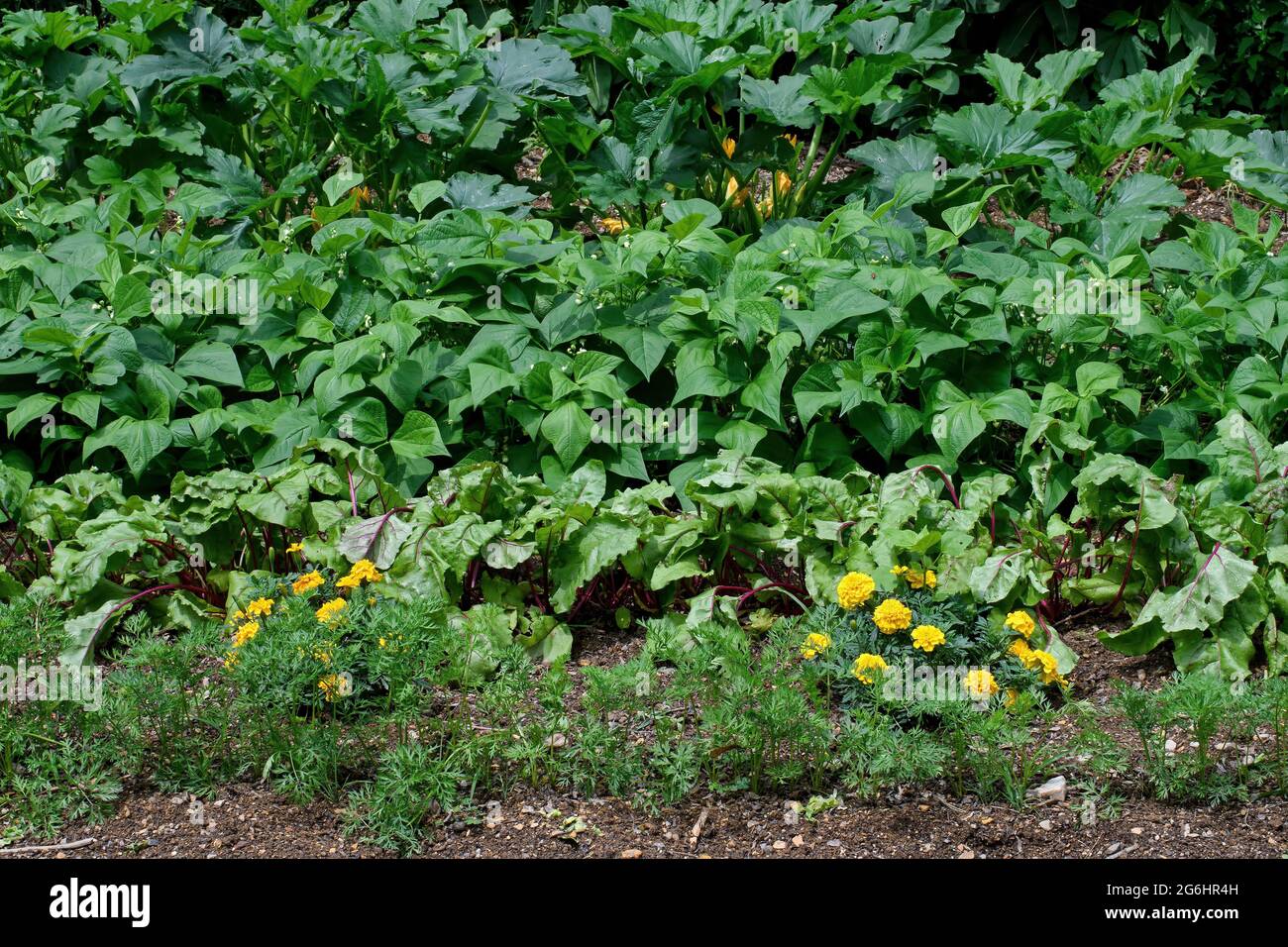 Marigold plants nestled between red beet, carrot, green bean, and
