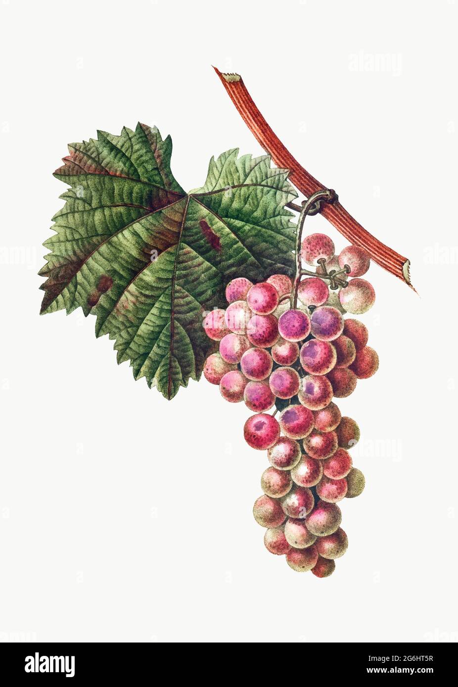 Grape Vine Vitis Vinifera Stock Vector Images - Alamy