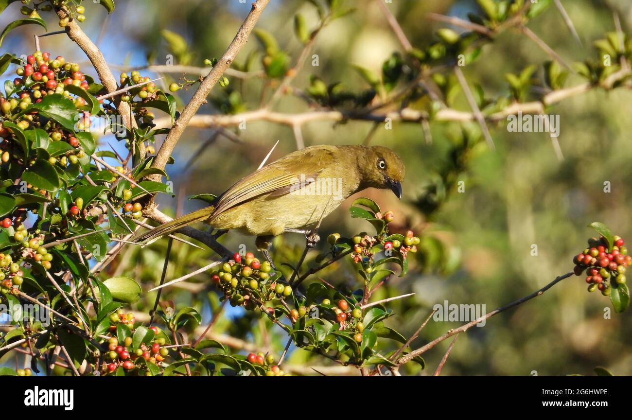 A sombre greenbul forages in a tree with berries Stock Photo