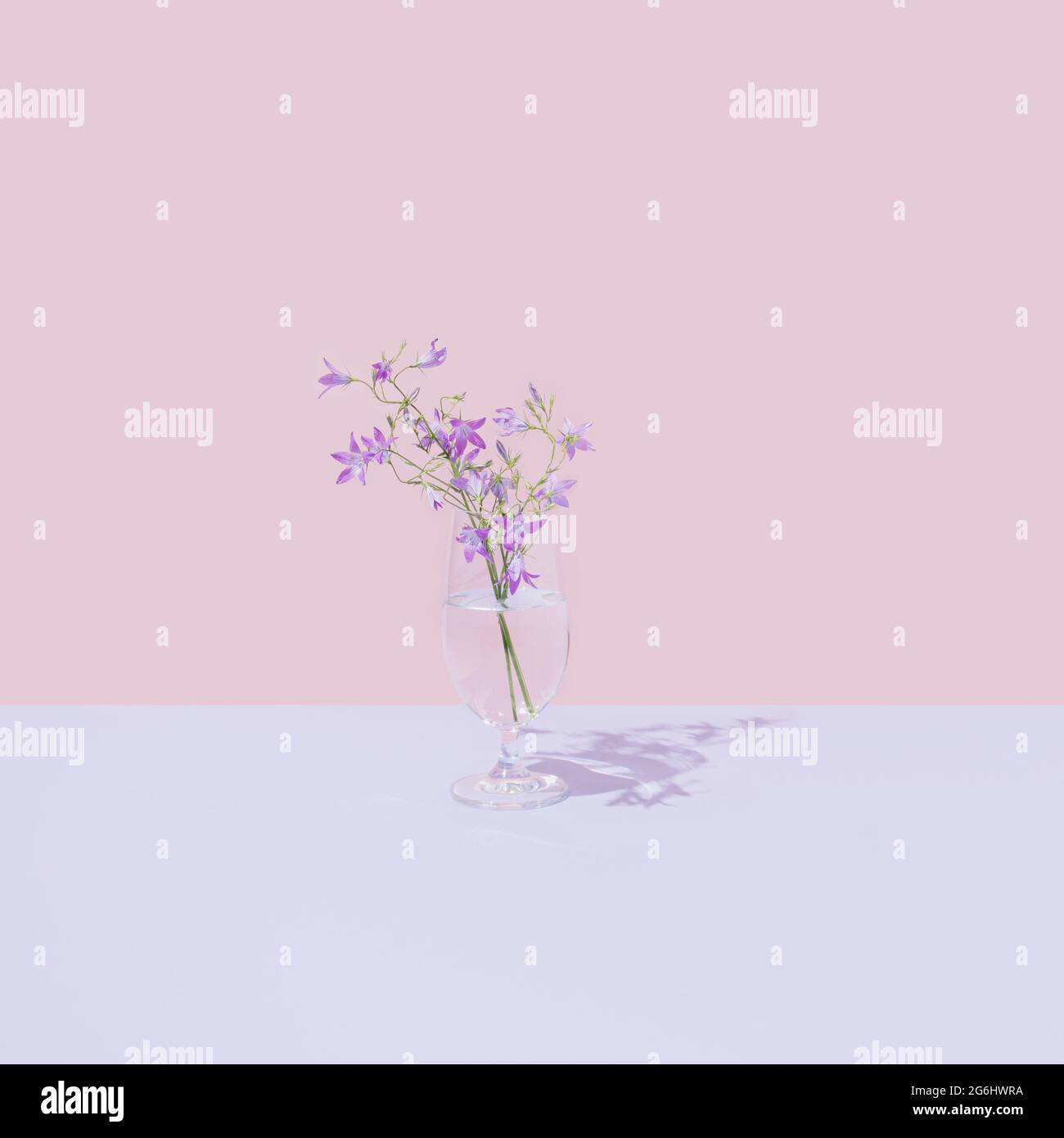 Glass with transparent liquid and beautiful purple field flowers. Bright pastel  pink background. Minimal nature aesthetic Stock Photo - Alamy