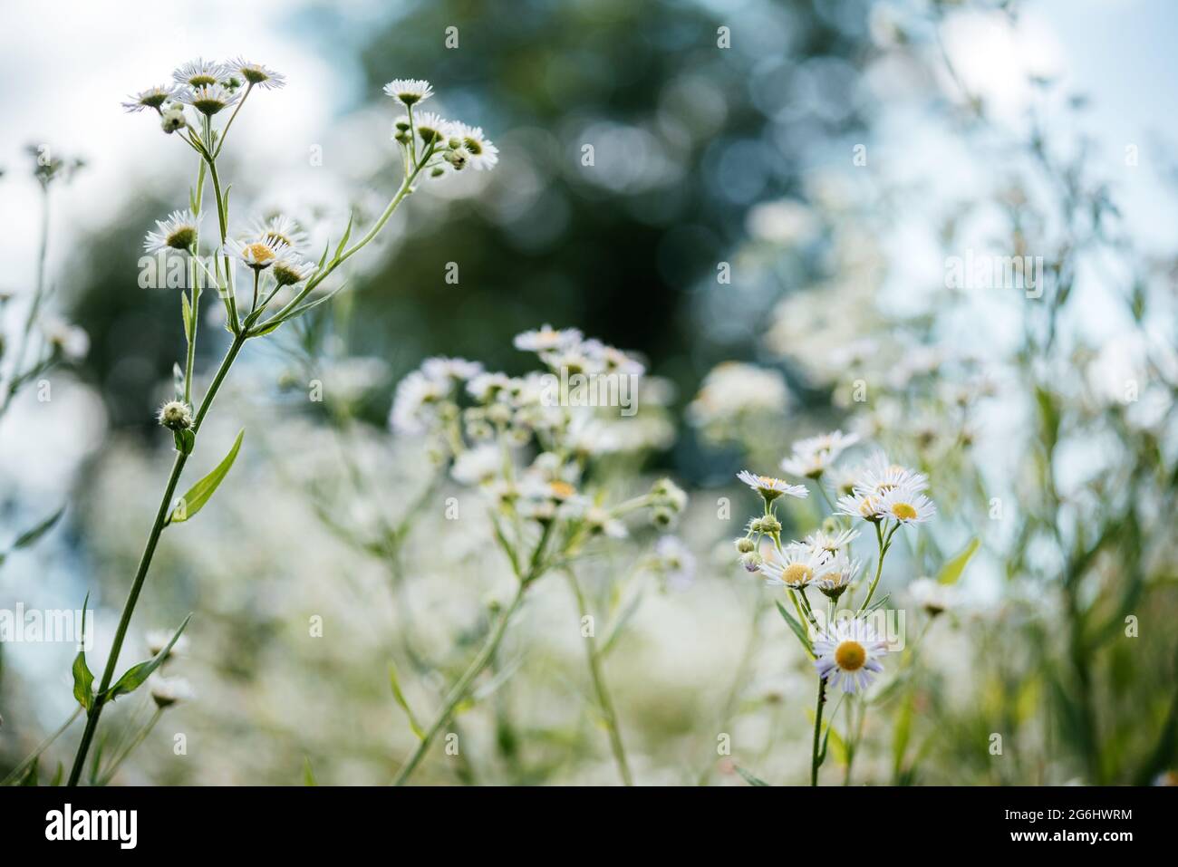 Summer floral background with wild chamomile flowers at sunset meadow ...