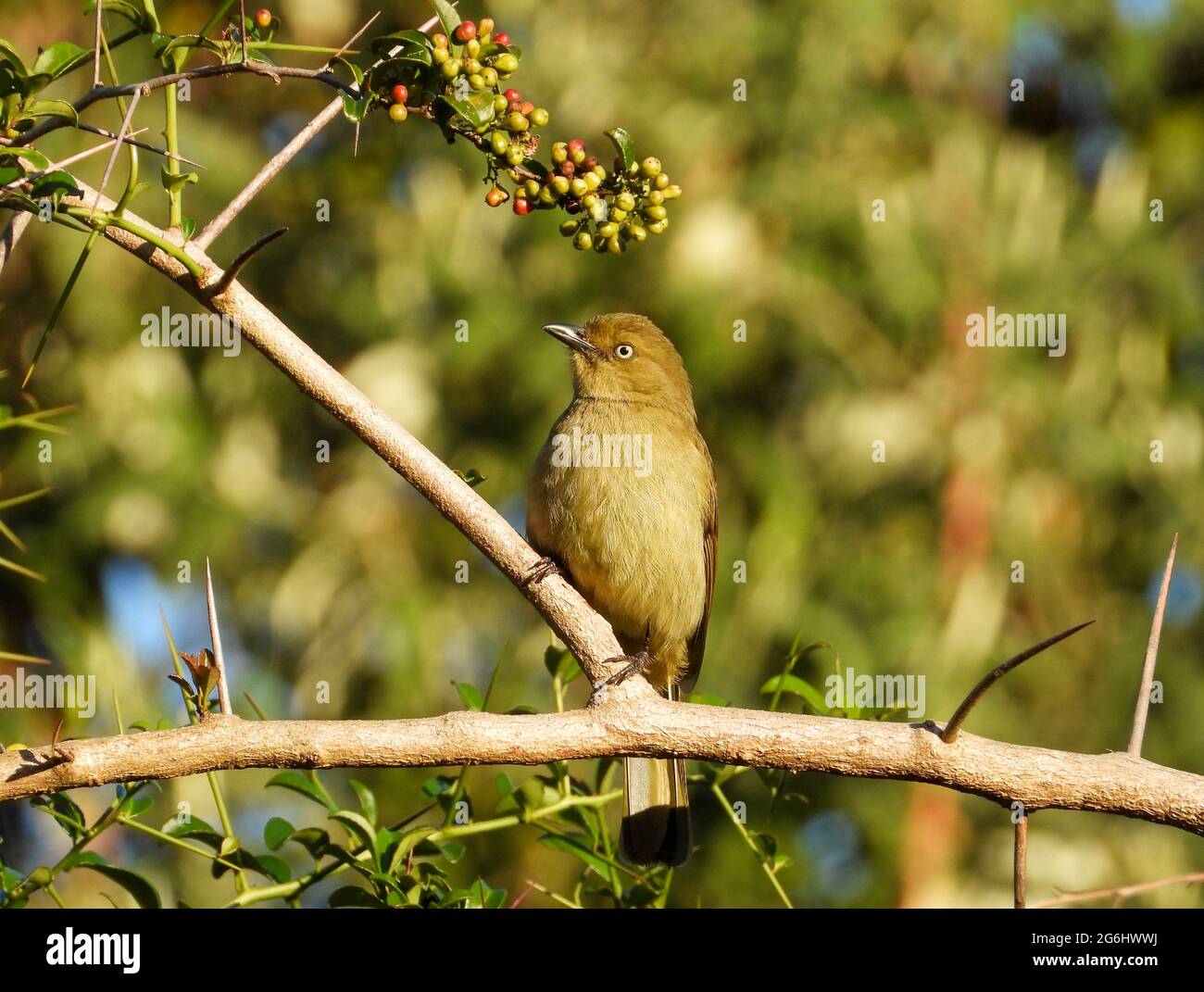 A sombre greenbul forages in a tree with berries Stock Photo