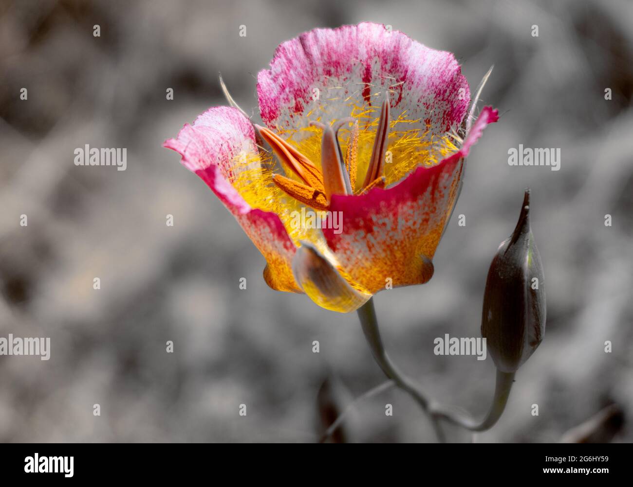 A mariposa lily (calochortus) with black and white background Stock Photo
