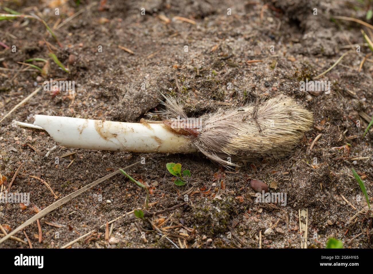 Remains of a deer leg. Stock Photo