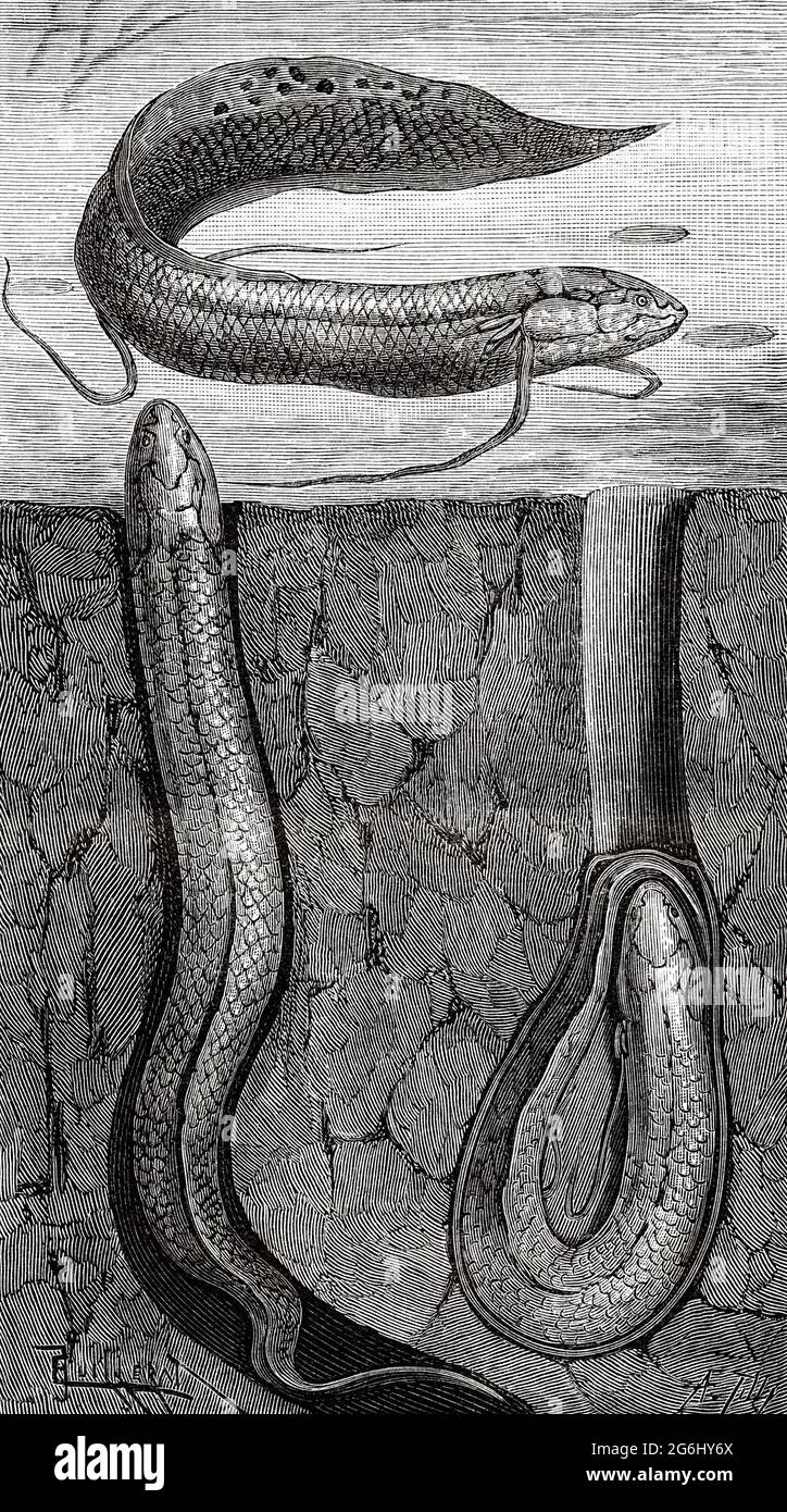 The West African lungfish (Protopterus annectens) Tana lungfish or ...